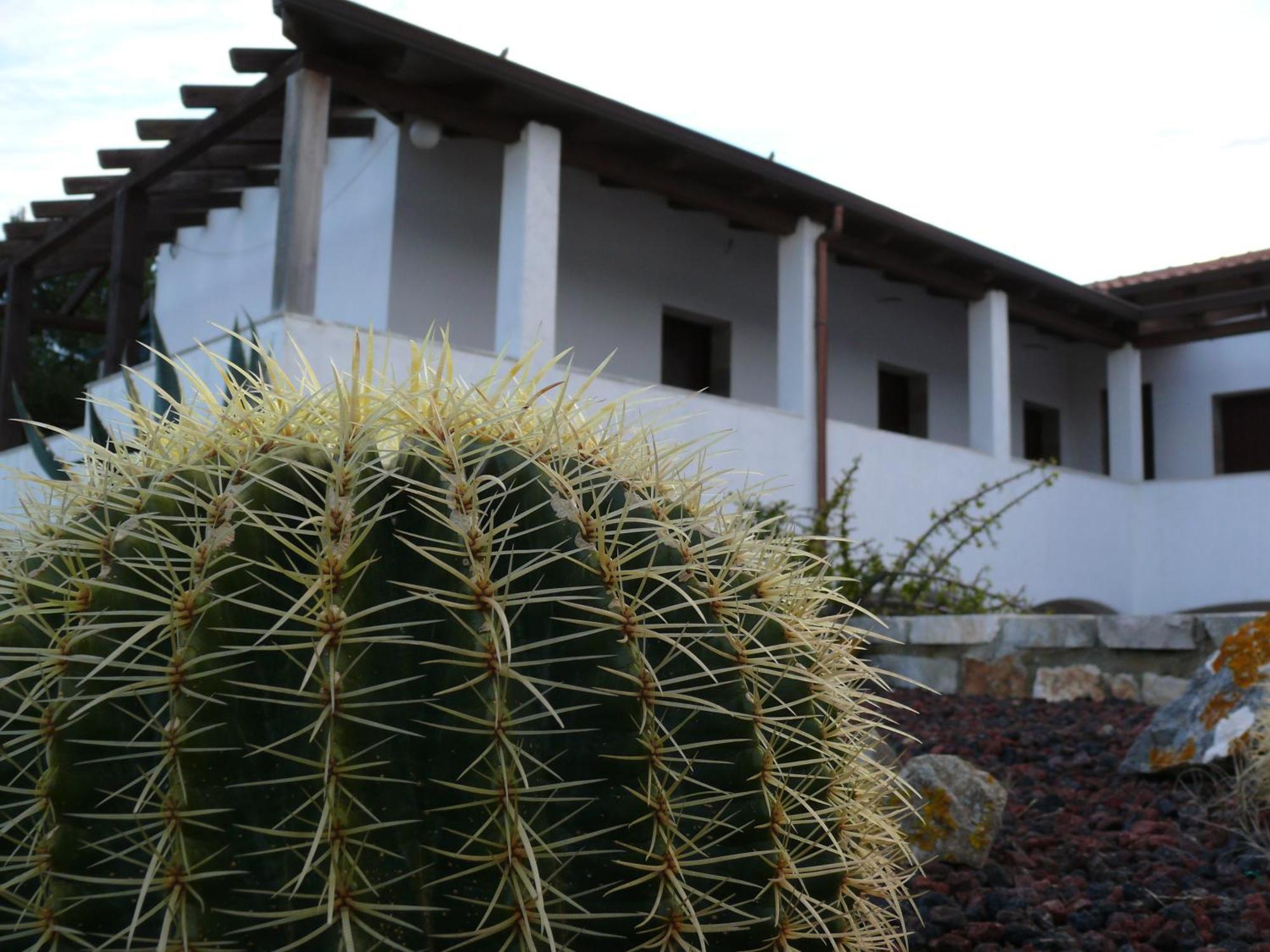 Agave Alghero Fertilia Buitenkant foto